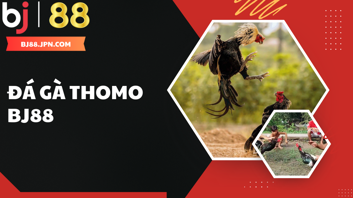 Trải nghiệm đá gà Thomo BJ88 – Sân chơi cá cược hấp dẫn hàng đầu