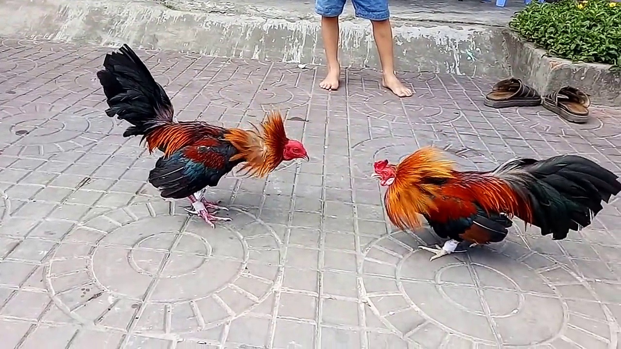 Bí quyết chọn chiến kê chất lượng khi tham gia đá gà cựa sắt BJ88