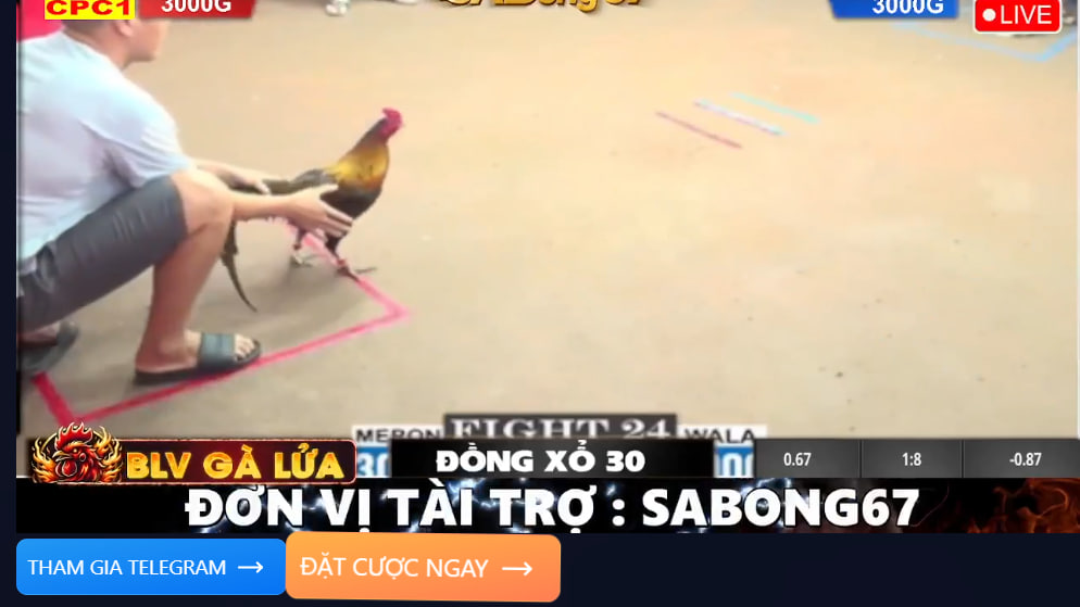 Cập nhật link xem đá gà trực tiếp full HD