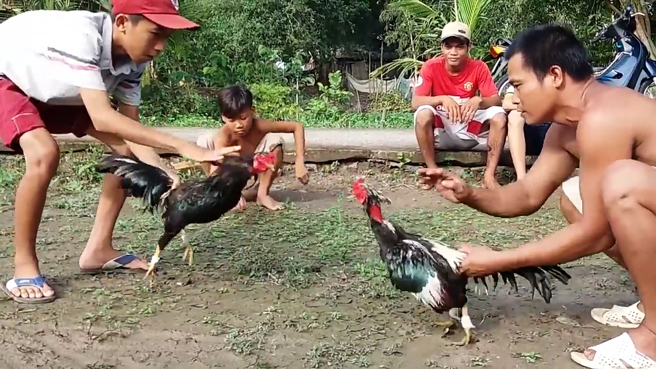 Luật chơi đá gà cựa sắt BJ88