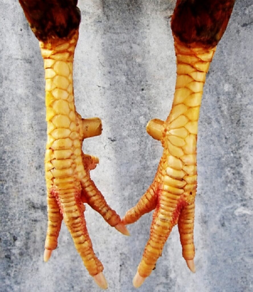 Ch&acirc;n b&ecirc;n phải l&agrave; gi&aacute;p vy đao, ch&acirc;n b&ecirc;n tr&aacute;i l&agrave; vảy Nội Hoa Đăng