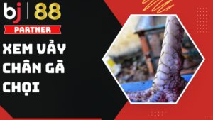 Cách xem vảy chân gà chọi - Top những loại vảy gà quý hiếm