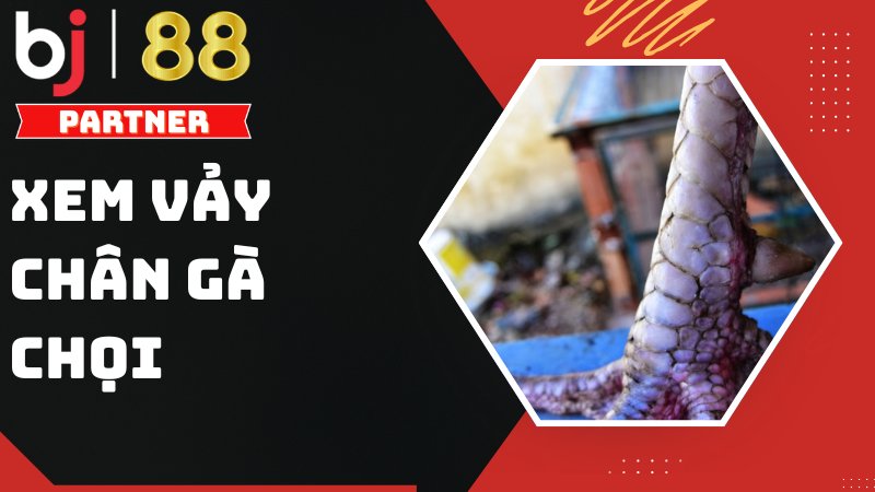 C&aacute;ch xem vảy ch&acirc;n g&agrave; chọi - Top những loại vảy g&agrave; qu&yacute; hiếm