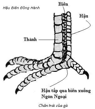 Ảnh minh họa ch&acirc;n g&agrave; chọi