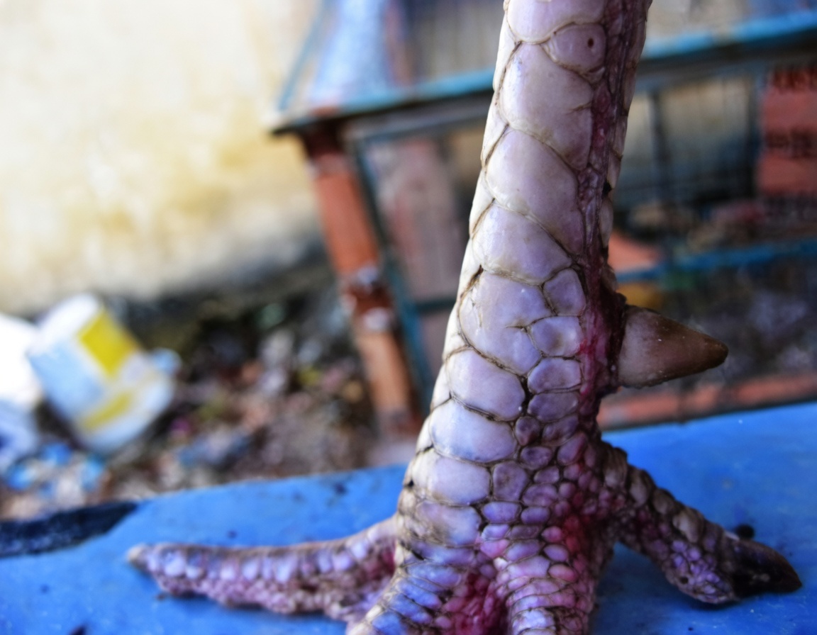 Vảy H&agrave;m Long - Vảy lớn hơn c&aacute;c vảy xung quanh trong c&aacute;n, c&oacute; đường nứt ch&iacute;nh giữa chạy ra ph&iacute;a ngo&agrave;i (h&agrave;ng nội/qu&aacute;ch)