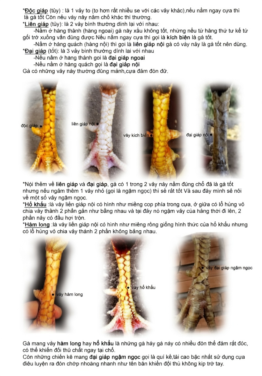 C&aacute;ch xem vảy g&agrave; chọi cực chuẩn - Xem gi&aacute;p chiến k&ecirc;