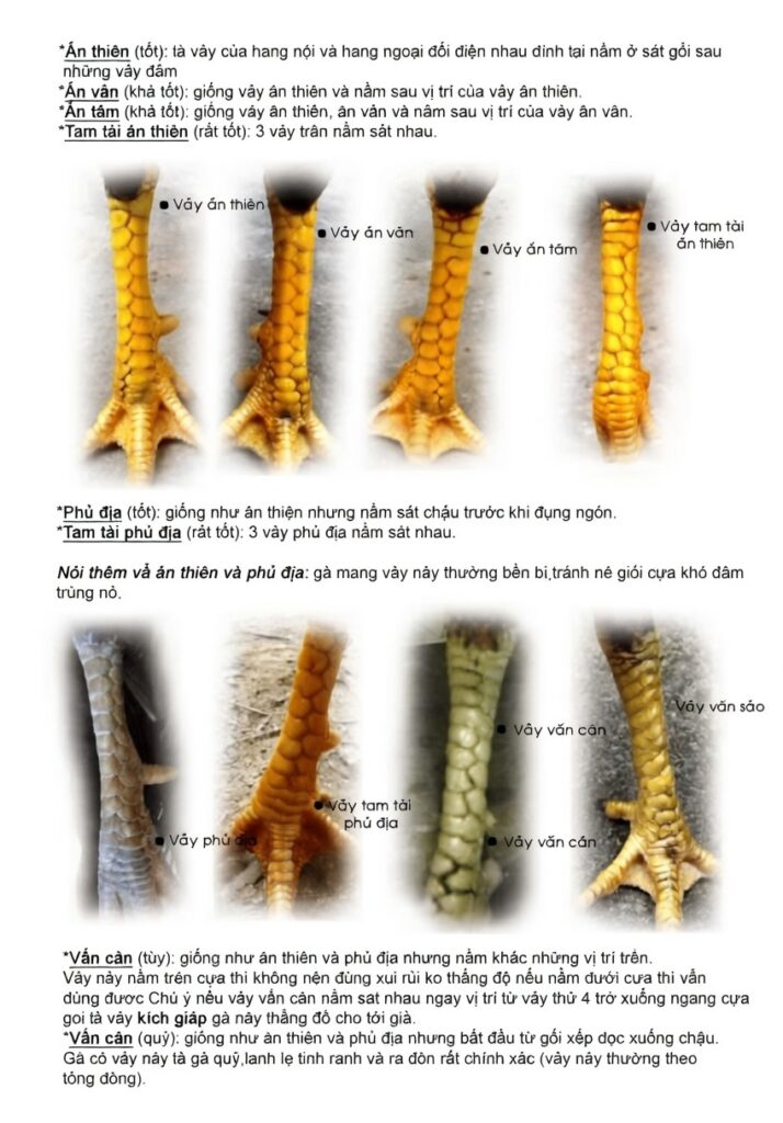 Một số loại vảy g&agrave; chọi qu&yacute; hiếm